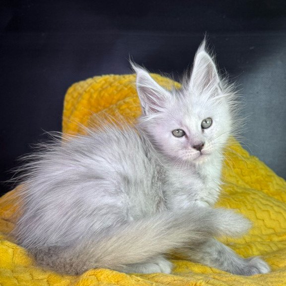 Maine Coon EZ Adrian