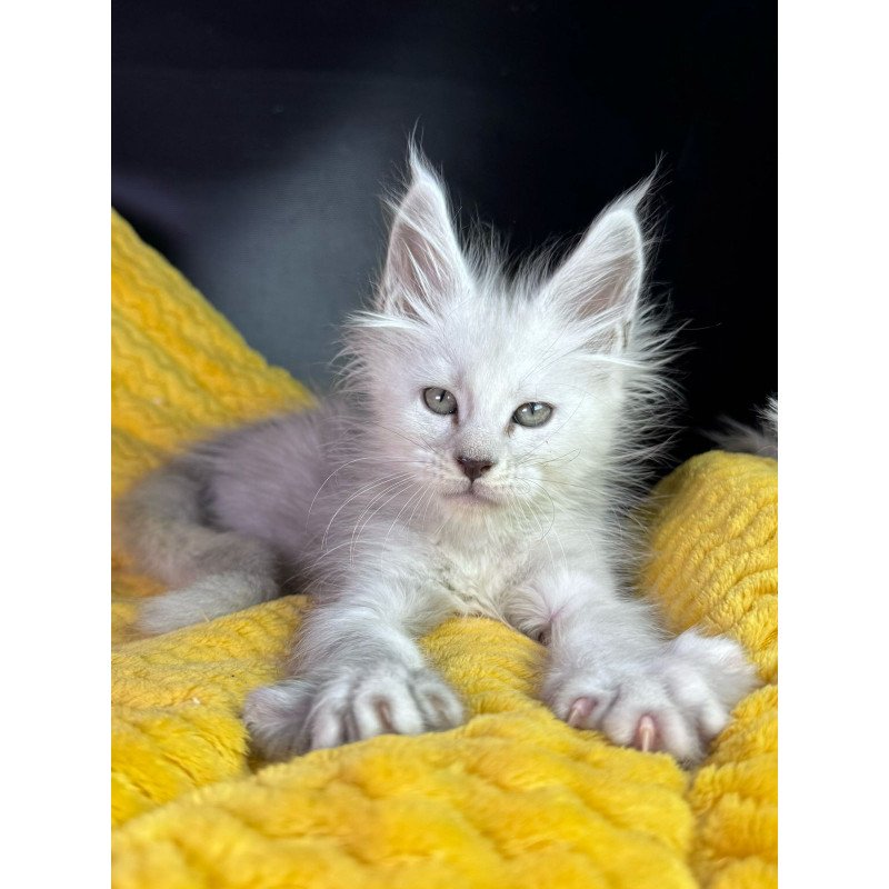 Maine Coon EZ Adrian