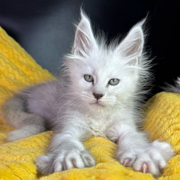 Maine Coon EZ Adrian