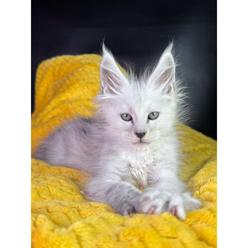 Maine Coon EZ Adrian
