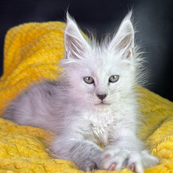 Maine Coon EZ Adrian