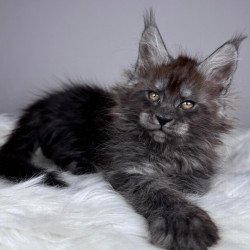 Maine Coon EZ Xandra