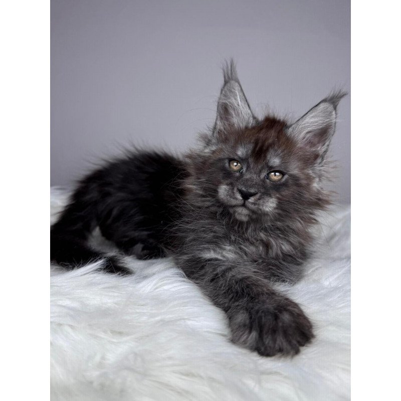 Maine Coon EZ Xandra