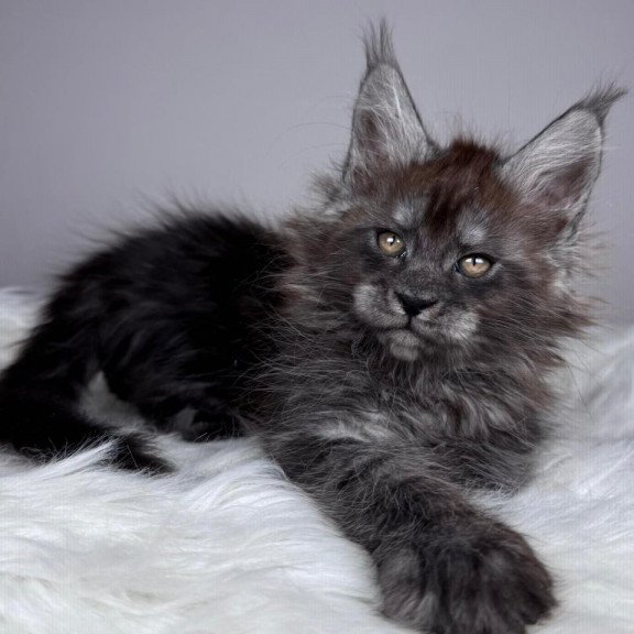 Maine Coon EZ Xandra