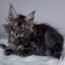 Maine Coon EZ Xandra