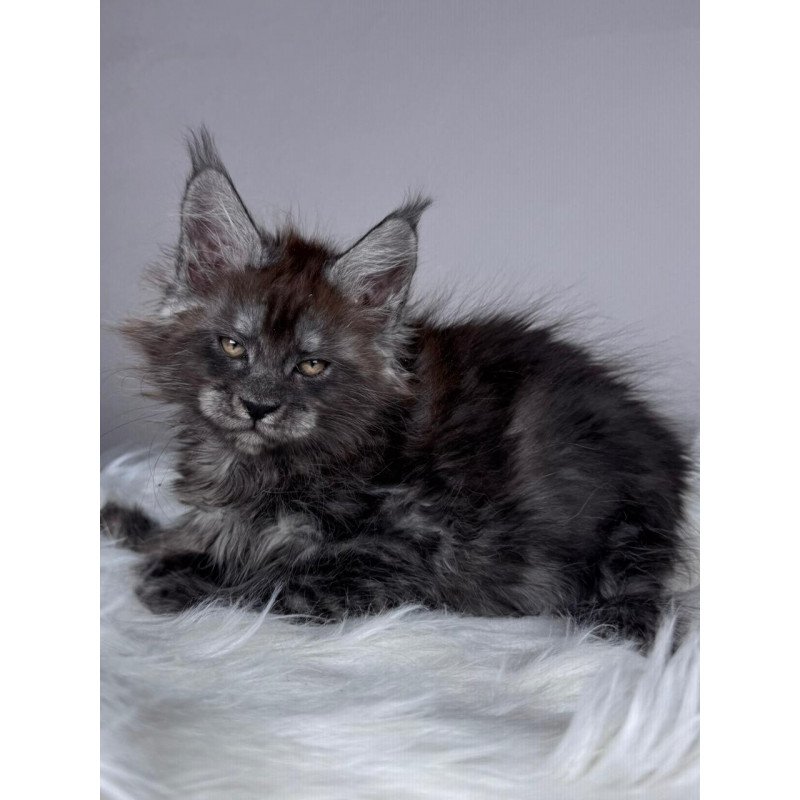 Maine Coon EZ Xandra