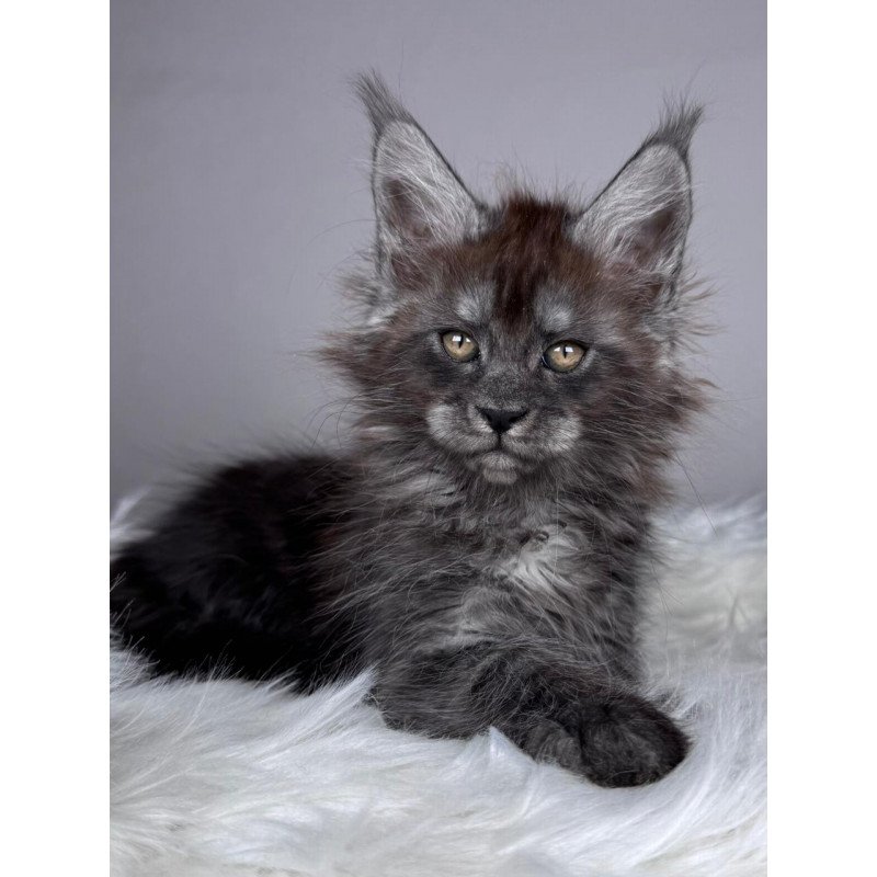Maine Coon EZ Xandra