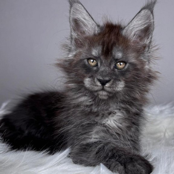 Maine Coon EZ Xandra