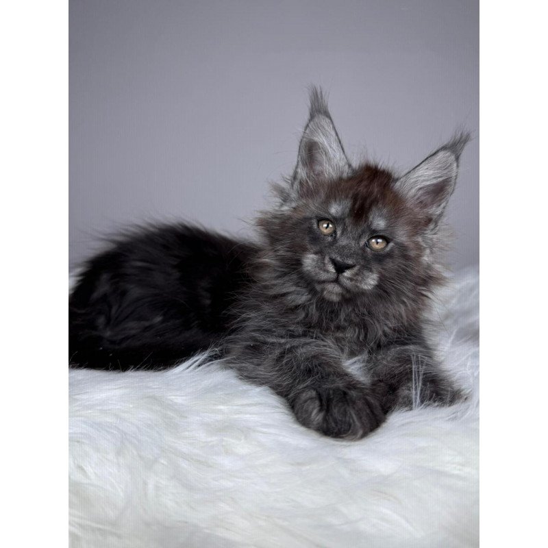 Maine Coon EZ Xandra