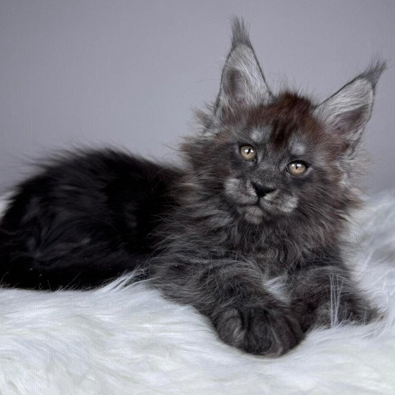 Maine Coon EZ Xandra