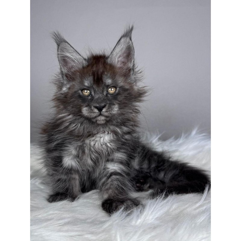 Maine Coon EZ Xandra
