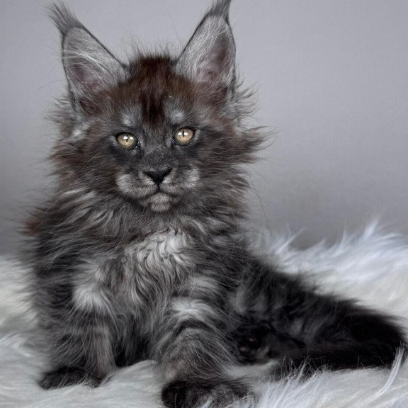 Maine Coon EZ Xandra