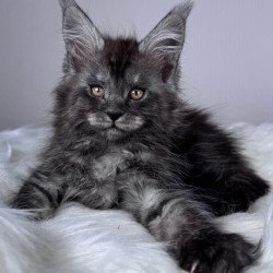 Maine Coon EZ Xunya