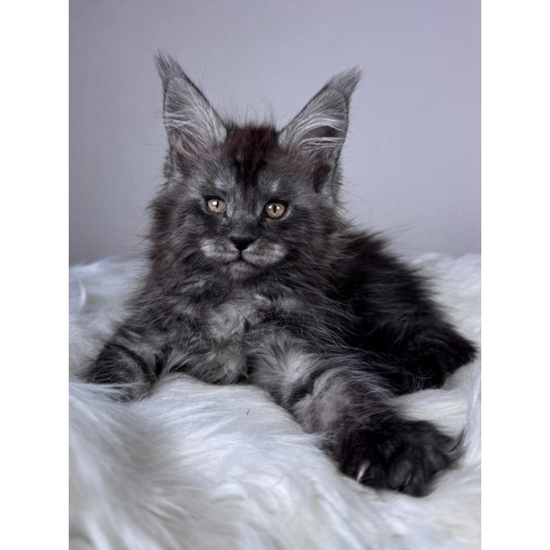 Maine Coon EZ Xunya