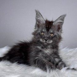 Maine Coon EZ Xunya