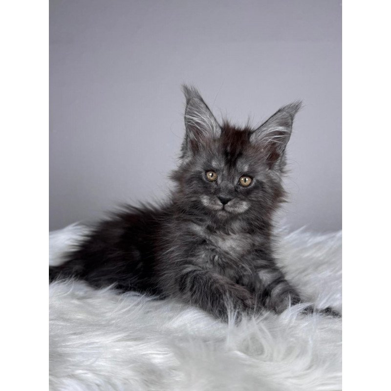 Maine Coon EZ Xunya