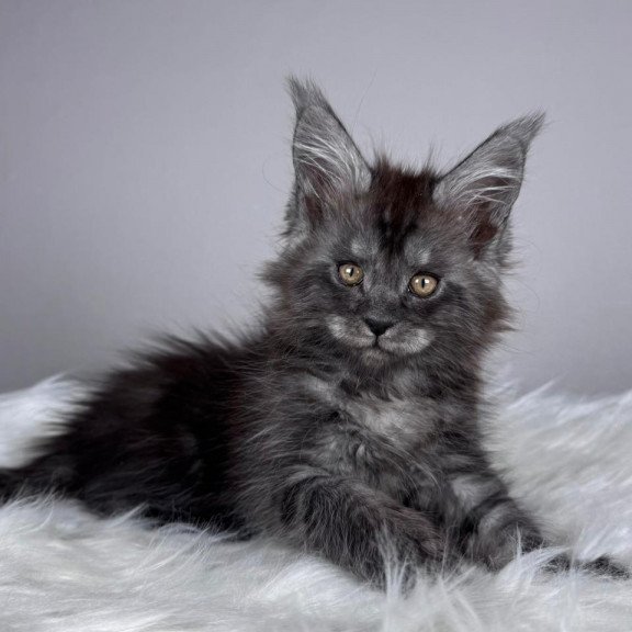 Maine Coon EZ Xunya