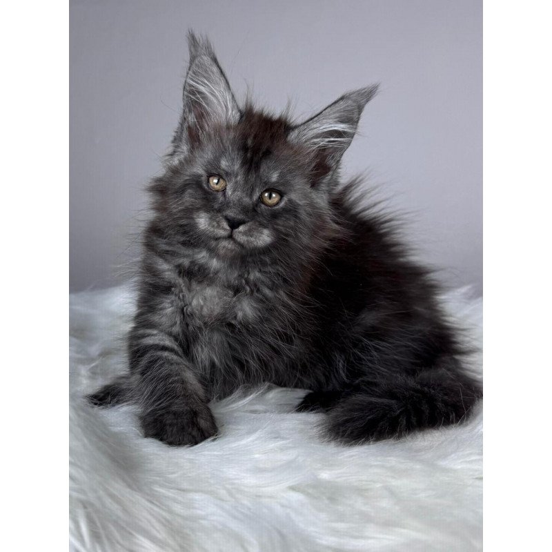 Maine Coon EZ Xunya
