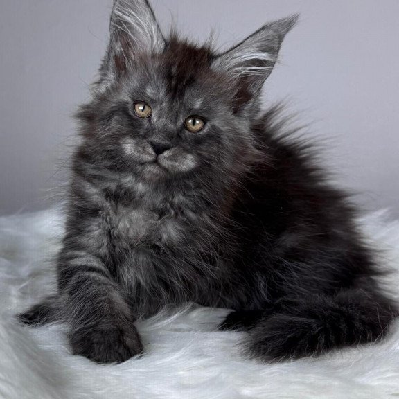 Maine Coon EZ Xunya