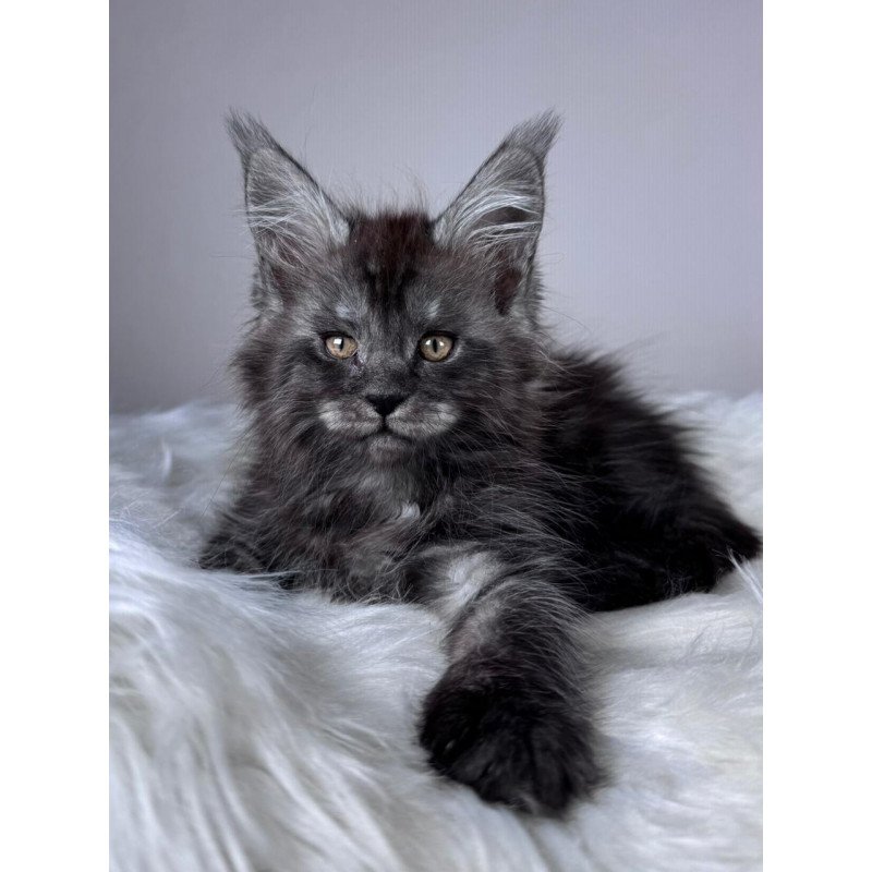 Maine Coon EZ Xunya