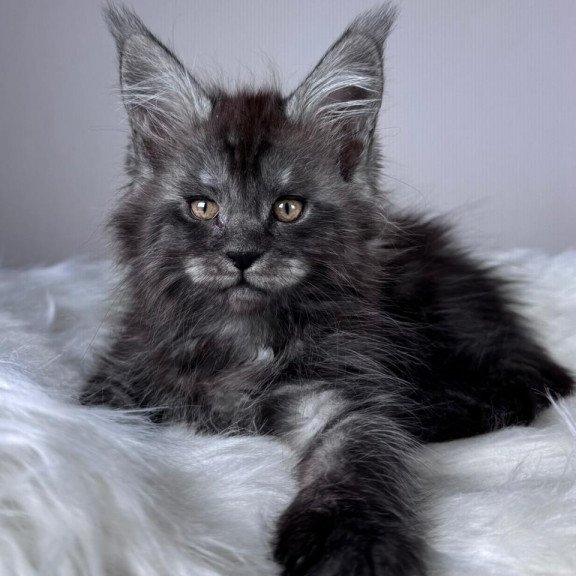 Maine Coon EZ Xunya