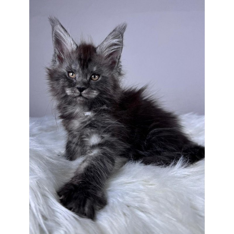 Maine Coon EZ Xunya