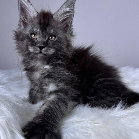 Maine Coon EZ Xunya
