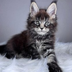 Maine Coon EZ Boss