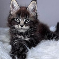 Maine Coon EZ Boss
