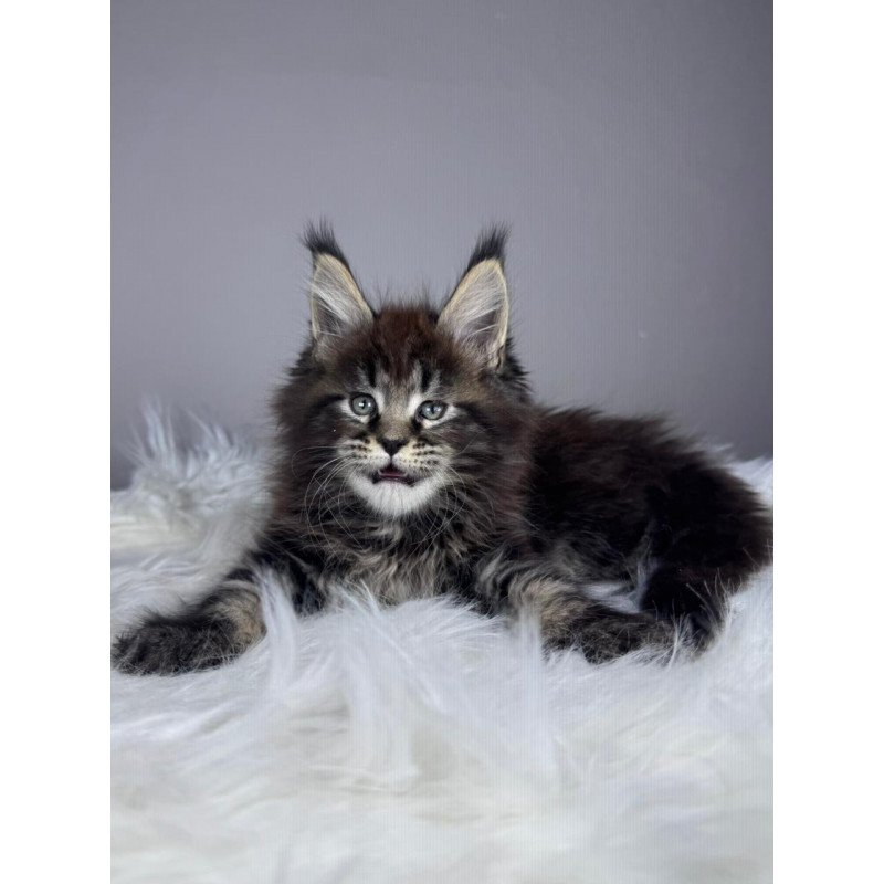 Maine Coon EZ Basilio