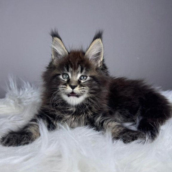 Maine Coon EZ Basilio
