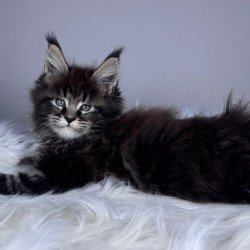 Maine Coon EZ Basilio