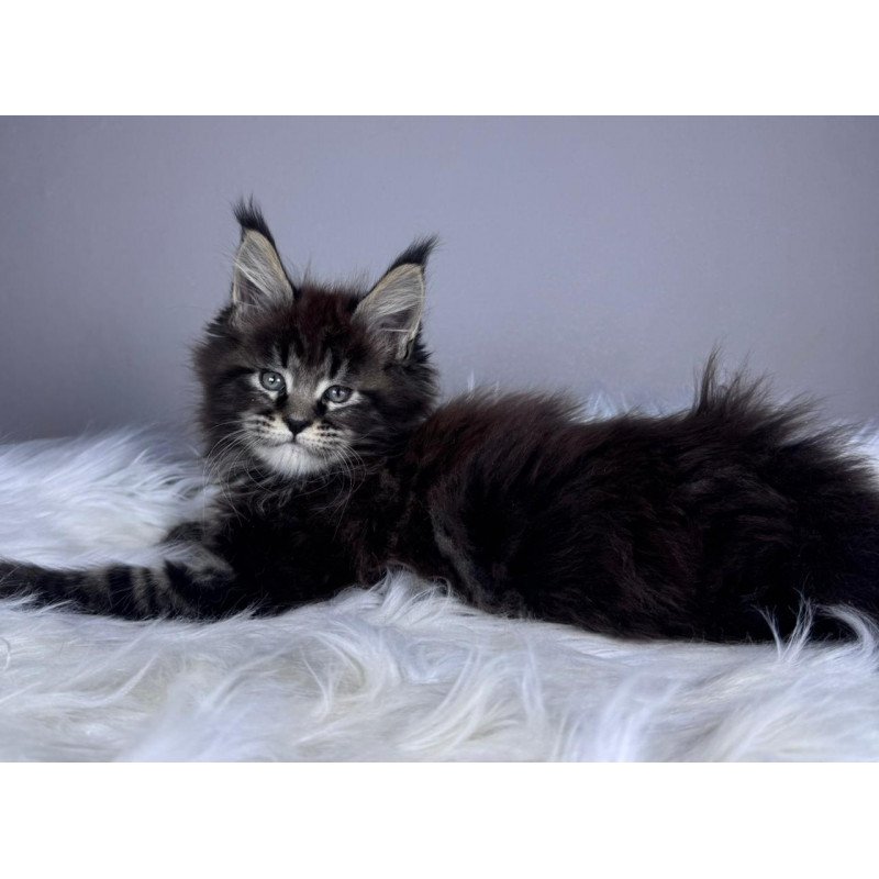 Maine Coon EZ Basilio