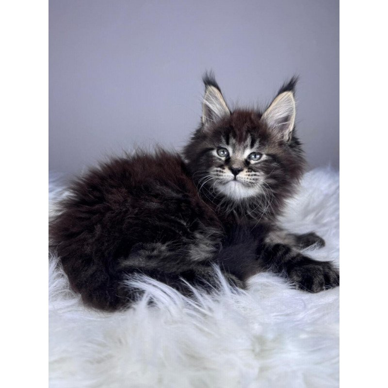 Maine Coon EZ Basilio