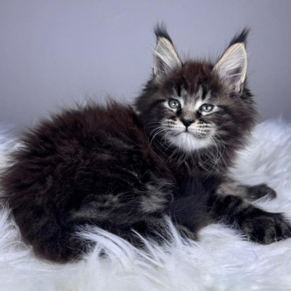 Maine Coon EZ Basilio
