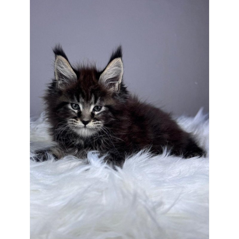 Maine Coon EZ Basilio