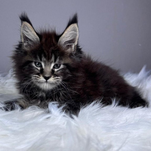 Maine Coon EZ Basilio