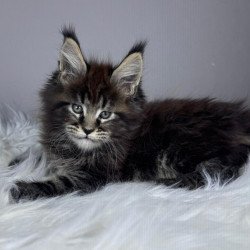 Maine Coon EZ Basilio