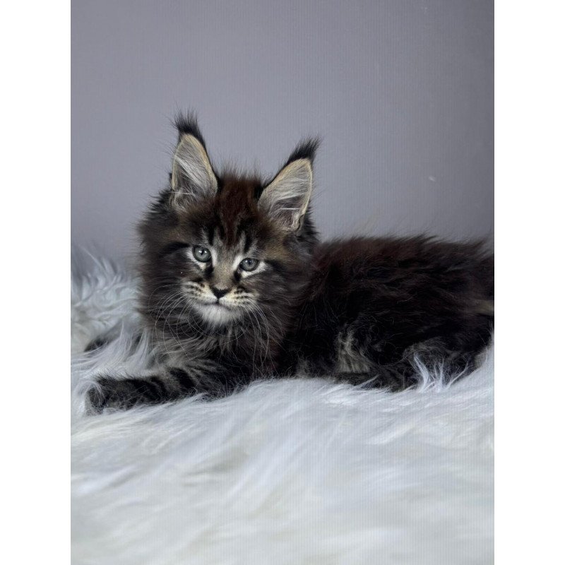 Maine Coon EZ Basilio