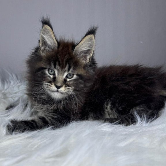 Maine Coon EZ Basilio