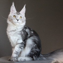 Maine Coon AP Ovation