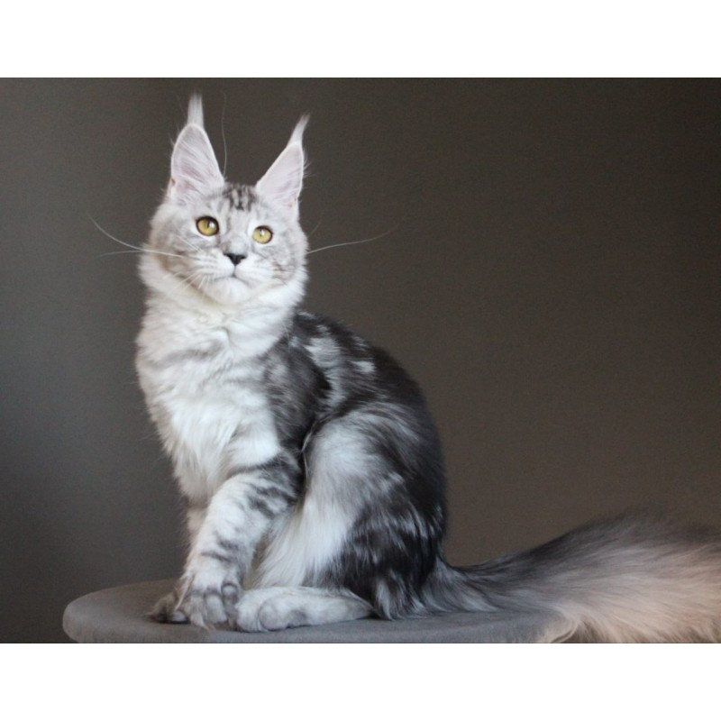 Maine Coon AP Ovation