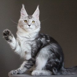 Maine Coon AP Ovation