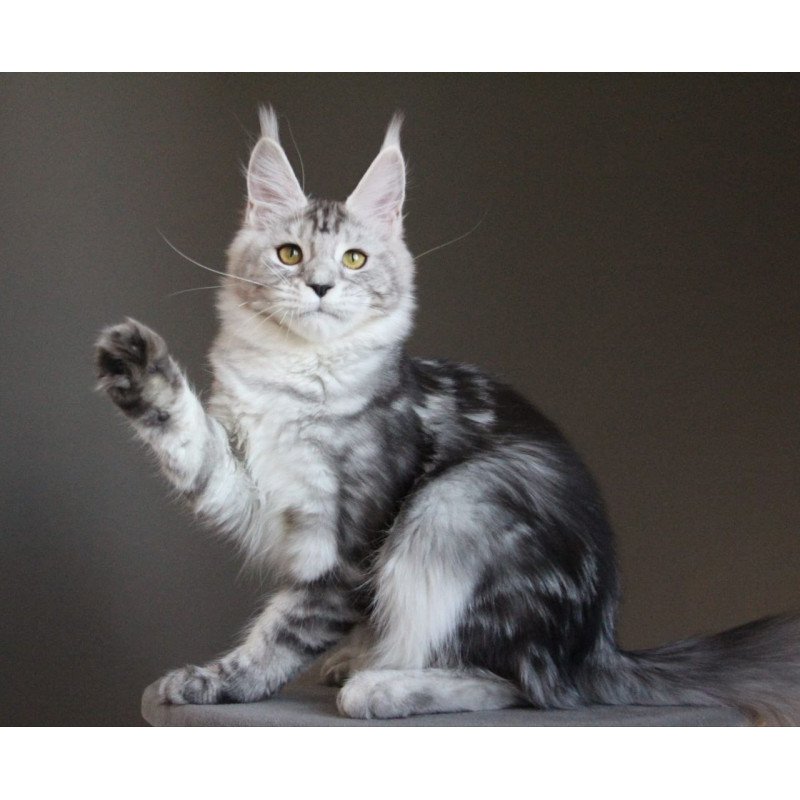 Maine Coon AP Ovation