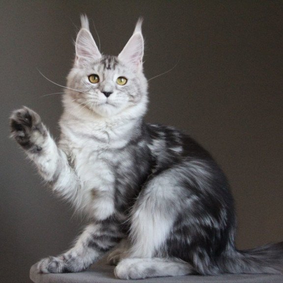 Maine Coon AP Ovation