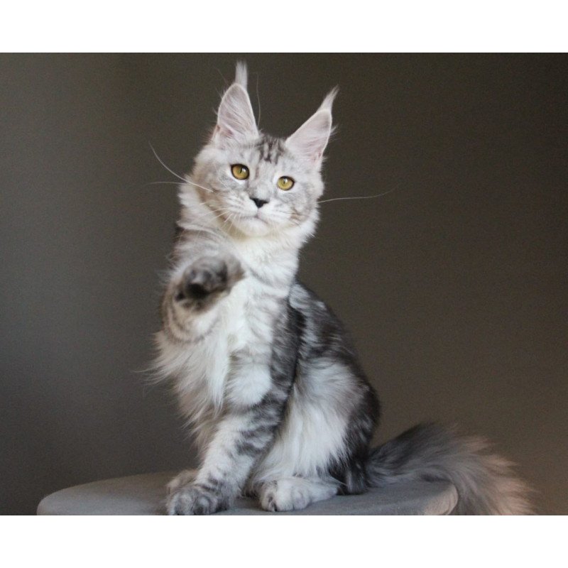 Maine Coon AP Ovation