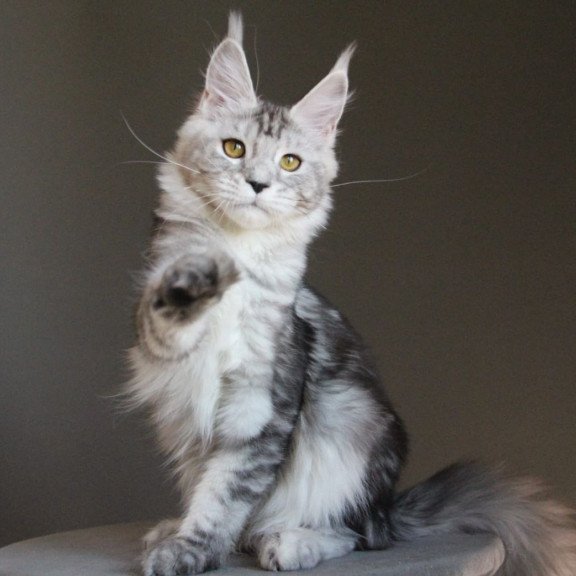 Maine Coon AP Ovation