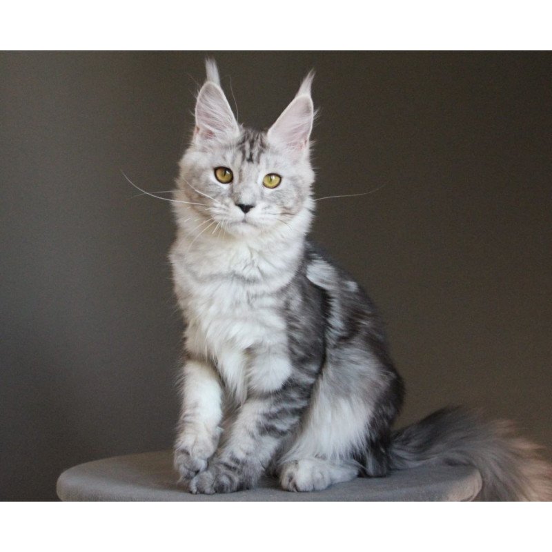 Maine Coon AP Ovation