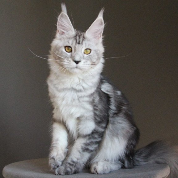 Maine Coon AP Ovation