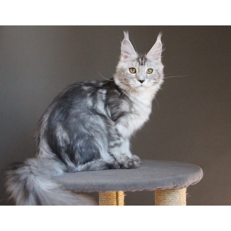 Maine Coon AP Ovation